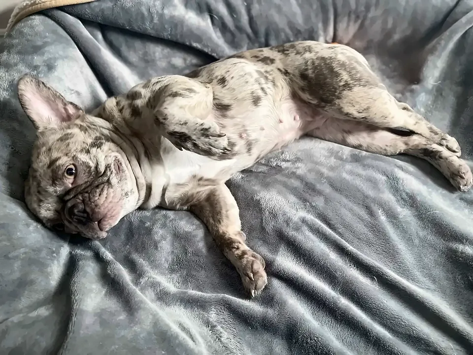 Maggie rolled onto her back, belly up, on a gray blanket