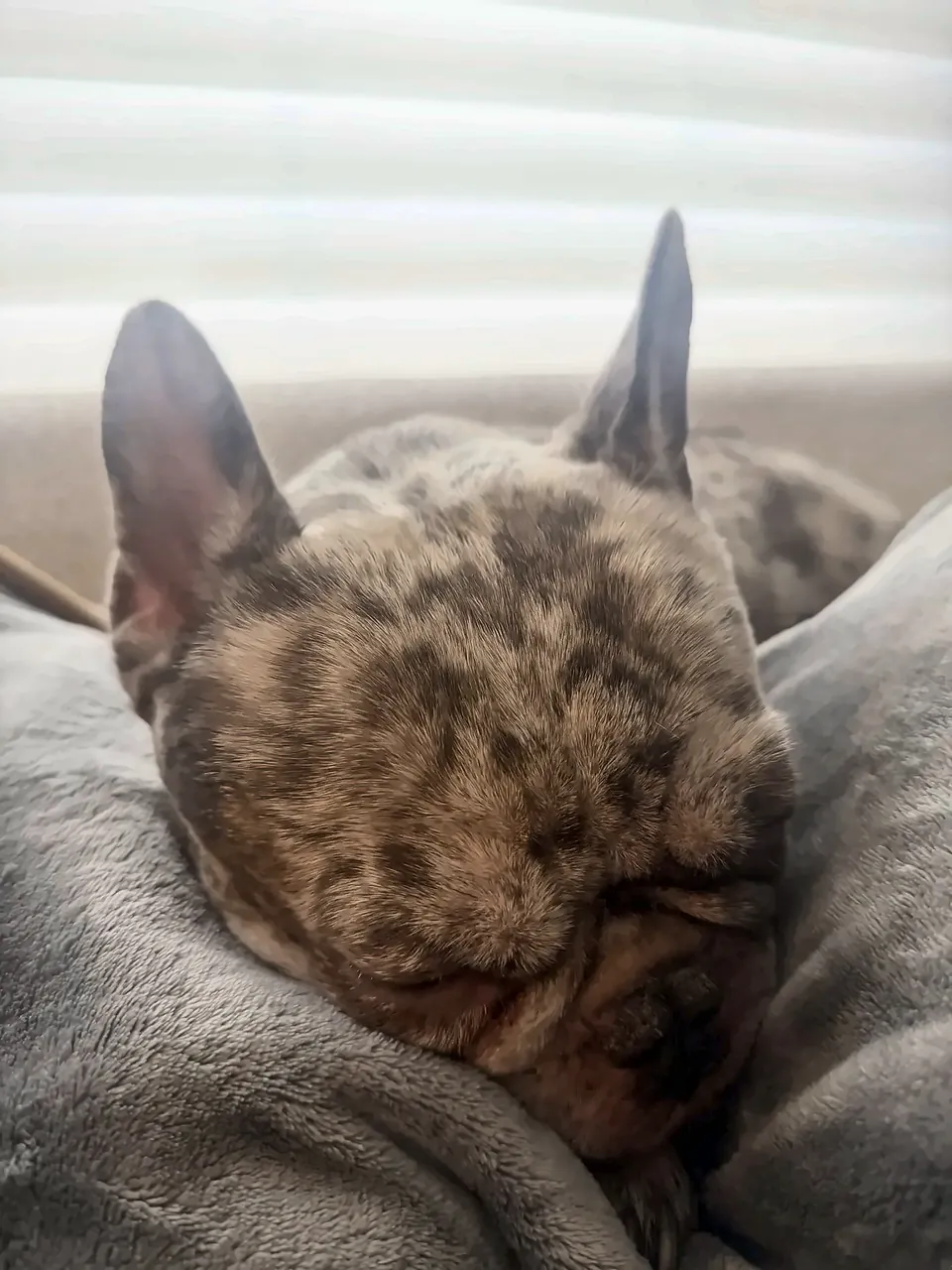 Maggie napping wedged between gray couch cushions, ears up