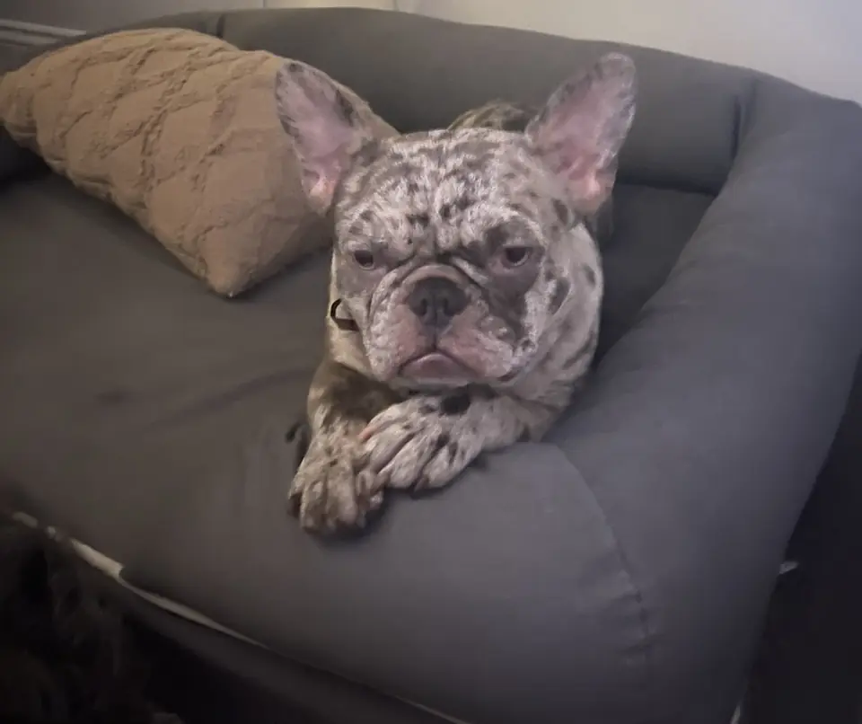 Maggie lying in a gray bolster dog bed, paws crossed over the edge