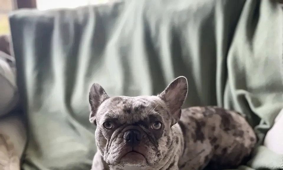 Maggie resting on a green blanket