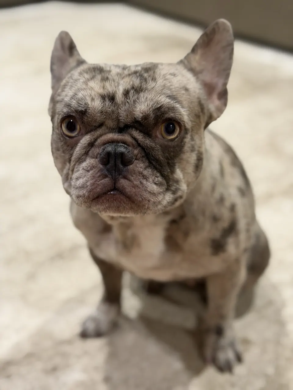 Maggie the merle French Bulldog sitting on a rug, looking up