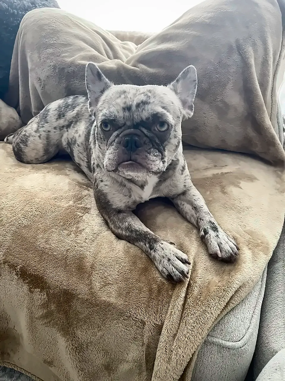 Maggie lying on a tan blanket on the sofa, indoors