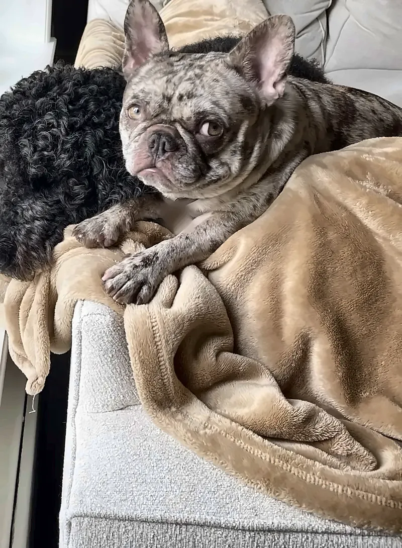 Maggie on a tan blanket on the couch, cuddled up next to one of her housemates, a curly black dog